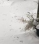 Doggo Does Handstands in the Snow
