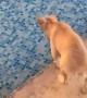 Dog Goes for Surprise Swim