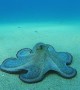 Octopus Glides Along Ocean Floor