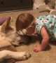 Dog Returns Kisses from Infant Girl