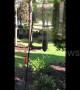 Not so agile! Squirrel goes for a spin on bird feeder