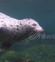 Meet the blind seal which somehow thrives without vision