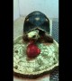 Tortoise struggles to eat strawberry treat on Chinese New Year's Eve