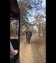 Terrifying moment elephant charges at visitors in safari vehicle