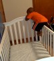 The Great Baby Escape