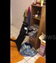 Cheeky cat removes towels from shelves so it can take a seat