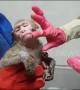 Monkey burned after rickshaw accident is treated with ointment for its injuries