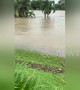 Aussie flood victim spots 7-foot crocodile on her front lawn