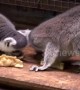 Zookeepers make dumplings for primates to celebrate Lunar New Year' Eve