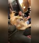 Dog can’t control his legs during amazing belly rubs