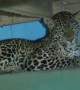 Indian family leaves home for a few days, returns to find leopard has moved in