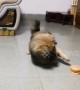 Confused puppy fights with burger-shaped toy