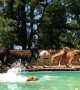 Dogs Race to Enjoy Dip in Pool