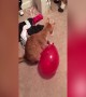 Kitty vs Balloon