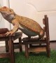 Bearded Dragon Sits Down for Fancy Meal