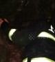Firefighters rescue puppy from burning ancient tree