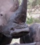 Female rhino scratches her big upper lip then pouts for the camera