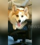 Corgi gives a cheeky wink while working hard in the office