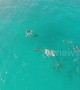 Mesmerising drone footage shows dolphins and whales swimming off Hawaii