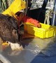 Eagle Steals Fish from Fisherman
