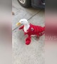 Happy duck goes for wander in cute lobster costume