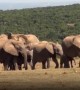 Mom Elephant Comes to the Rescue After Baby Screams for Help