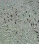 Hundreds of sharks swarm waters of Dirk Hartog Island in Australia
