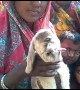 Villagers take selfies and pray with this one-eyed goat in north India