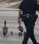 Cop Helps Deliver Ducks Safely Across the Street