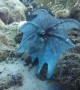 Interesting Octopus Display During Daytime Dive