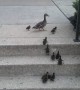 Ducklings adorably attempt to climb steps