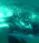 Whale smashes diver’s camera with fin during close encounter