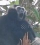 Gibbons sing from tree tops in Cambodian jungle