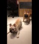 French bulldogs go nuts to sound of drums