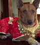 Doggy dressed in red and gold silk for Chinese New Year