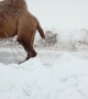 Camel Tows Car out of the Snow