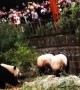 Security guard hangs upside-down to rescue girl that fell into panda enclosure