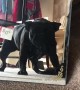 Shelby the Frenchie checking out a gararge sale mirror