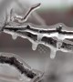 Freezing rain causes ice to encase trees, roads and powerlines in Ontario