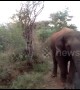 Panic on bus as elephant herd comes face-to-face with passengers in southern India