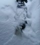 Dog Almost Disappears in Mountain of Snow
