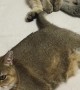 Cat Discovers Tail Makes Perfect Toy