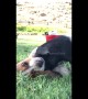 Playful piglet chases after Basset puppy for a cuddle