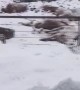 Extreme Cold Causes Tragedy for Cows