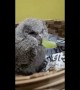 Rescued baby owl doesn't quite like the taste of grapes