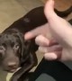 Pup Learned a New Trick Today