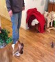 Dog vs Toy Helicopter – Who Will WIn?