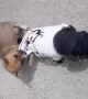 Puppy wants her favourite T-shirt back