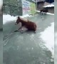 Donkeys slip on icy road in Kashmir town following snow storm