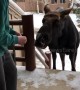 Allow me to intro-moose myself! Hungry moose gets fed outside US home
